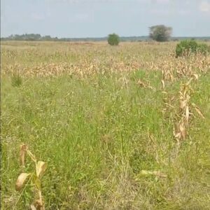 Invest in the Land That Will Shape DBCMI's Future